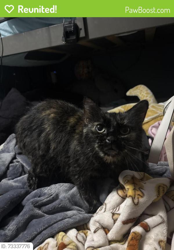 Reunited Female Cat last seen Sunset BLVD & Garden AVE, Pennfield Township, MI 49017