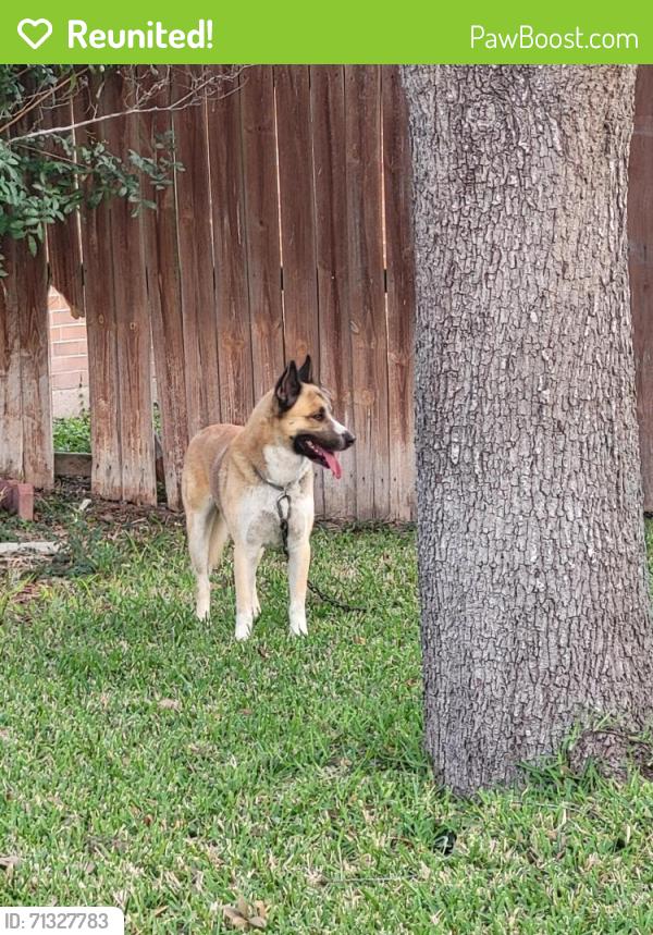 Reunited Unknown Dog last seen East of Stewart Road on School Lane, Mission, TX 78572