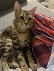 Reunited Male Cat last seen 163rd and Jomax, Surprise, AZ 85387