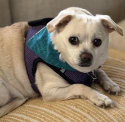 Reunited Male Dog last seen 151st and Switzer, Overland Park, Overland Park, KS 66221