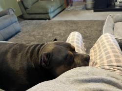 Reunited Male Dog last seen Woodrow ave and w Washington street, Indianapolis, IN 46241