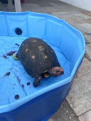Found/Stray Unknown Reptile last seen Hypoluxo rd and Military, FL, Lantana, FL 33462