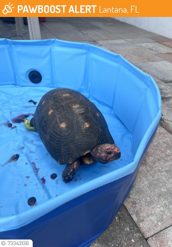 Found/Stray Unknown Reptile last seen Hypoluxo rd and Military, FL, Lantana, FL 33462