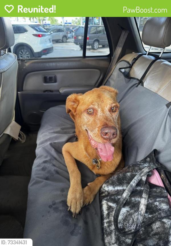Reunited Male Dog last seen Chevron 2060 E 4th Ave, Hialeah, FL 33010, Hialeah, FL 33010
