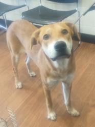 Shelter Stray Female Dog last seen Near General Jackson Ave., 70810, LA, 2550 Gourrier Ave, Baton Rouge, LA 70820, USA
