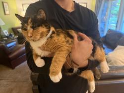 Reunited Female Cat last seen Beck and north territorial, Plymouth, MI 48170