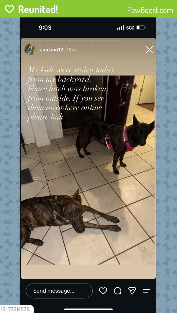 Reunited Male Dog last seen By Stetson Bar, San Antonio, TX 78250