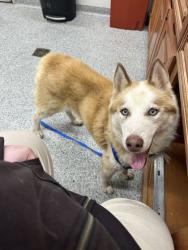 Shelter Stray Male Dog last seen Near Renford Rd, City of Knoxville ASO, TN, 3201 Division St, Knoxville, TN 37919, USA