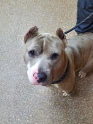 Shelter Stray Male Dog last seen Near Pamlico Terrace, City of Charleston, SC, 2455 Remount Rd, North Charleston, SC 29406, USA