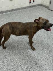 Shelter Stray Female Dog last seen Near E Raccoon Valley Dr, Knox County ASO, TN, 3201 Division St, Knoxville, TN 37919, USA