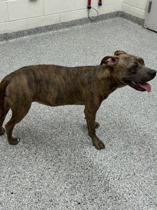 Shelter Stray Female Dog last seen Near E Raccoon Valley Dr, Knox County ASO, TN, 3201 Division St, Knoxville, TN 37919, USA