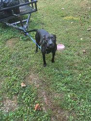 Shelter Stray Male Dog last seen Near Parkdale Rd, Knox County GP, TN, 3201 Division St, Knoxville, TN 37919, USA