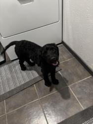 Found/Stray Male Dog last seen Applied learning center, Fort Worth, TX 76132