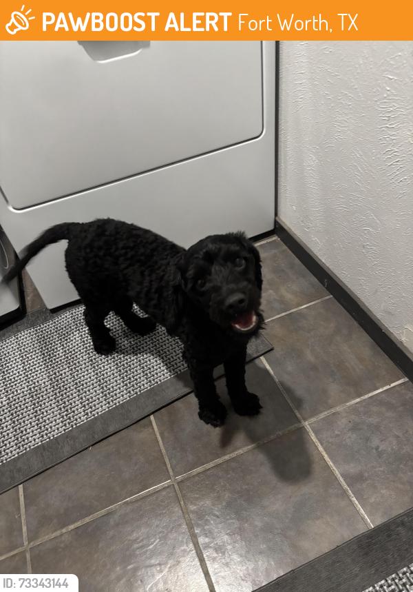Found/Stray Male Dog last seen Applied learning center, Fort Worth, TX 76132