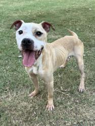 Shelter Stray Male Dog last seen East high school on walnut grove, Shelby County, TN, 935 Farm Rd, Memphis, TN 38134, USA