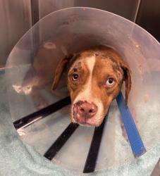 Shelter Stray Male Dog last seen Mountain Industrial Blvd/ 78 exit ramp Tucker, 300, 30084, GA, 3280 Chamblee Dunwoody Rd, Chamblee, GA 30341, USA