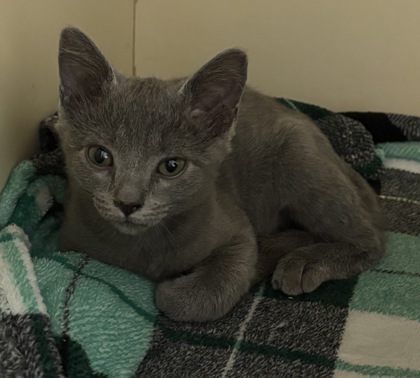 Shelter Stray Female Cat last seen Near Rainbow Drive, 30034, GA, 3280 Chamblee Dunwoody Rd, Chamblee, GA 30341, USA