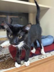 Shelter Stray Female Cat last seen Near N Druid Hills Rd, Decatur, GA 30033, 30033, GA, 3280 Chamblee Dunwoody Rd, Chamblee, GA 30341, USA
