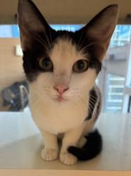 Shelter Stray Female Cat last seen Near Pendleton Ave, 30021, GA, 3280 Chamblee Dunwoody Rd, Chamblee, GA 30341, USA