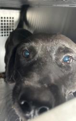 Shelter Stray Female Dog last seen Near QUENTIN CT, North District,, 355 Hillshire Dr, Haslet, TX 76052, USA