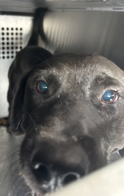 Shelter Stray Female Dog last seen Near QUENTIN CT, North District,, 355 Hillshire Dr, Haslet, TX 76052, USA