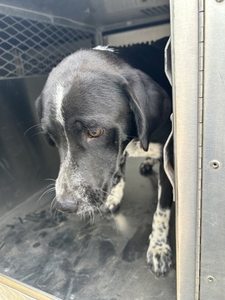 Shelter Stray Female Dog last seen Near QUENTIN CT, North District,, 355 Hillshire Dr, Haslet, TX 76052, USA