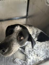 Shelter Stray Female Dog last seen Near QUENTIN CT, North District,, 355 Hillshire Dr, Haslet, TX 76052, USA