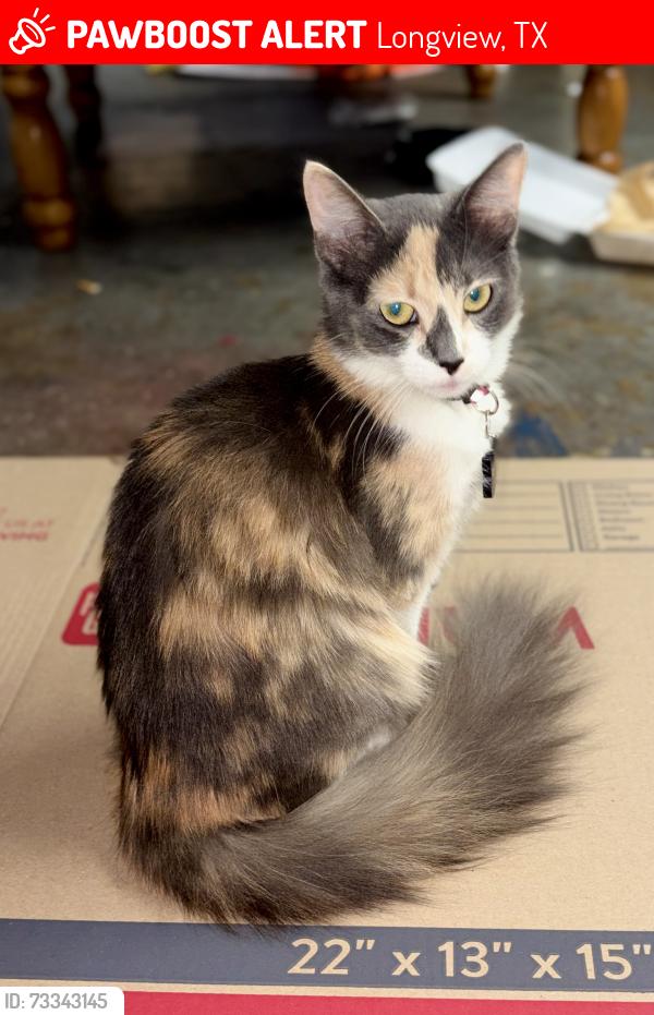 Lost Female Cat last seen Fenton road or Spring Hill park, Longview, TX 75604