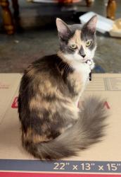 Lost Female Cat last seen Fenton road or Spring Hill park, Longview, TX 75604