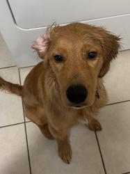 Lost Male Dog last seen Richland High School, North Richland Hills, TX 76180