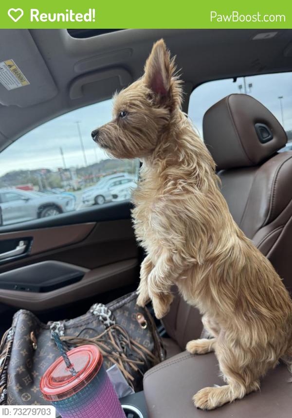 Reunited Female Dog last seen Driveway, Soddy-Daisy, TN 37379