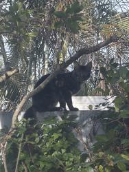 Found/Stray Unknown Cat last seen Indiantown rd, Jupiter, FL 33458