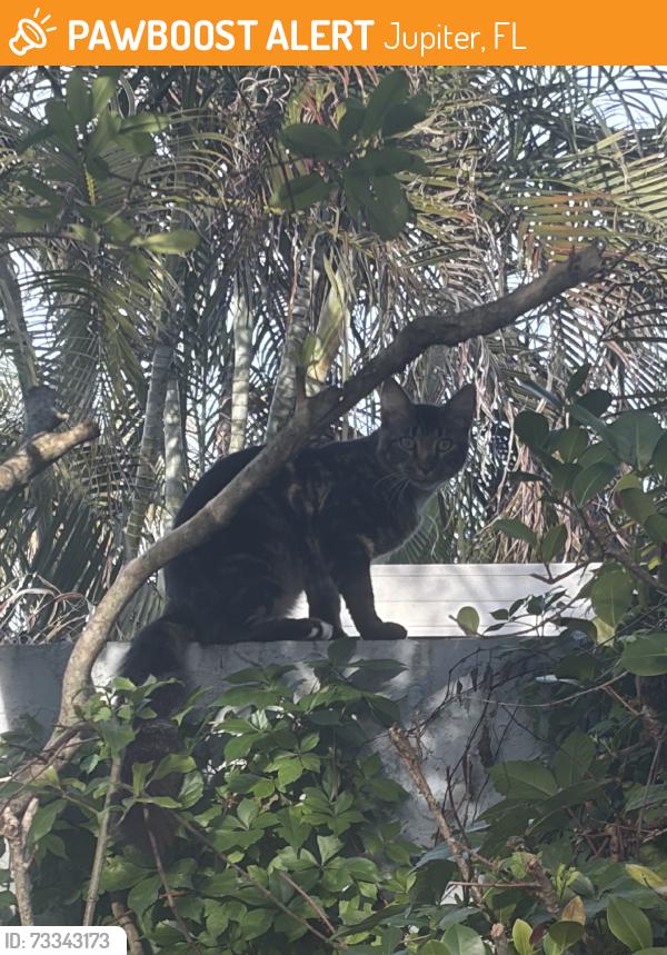 Found/Stray Unknown Cat last seen Indiantown rd, Jupiter, FL 33458