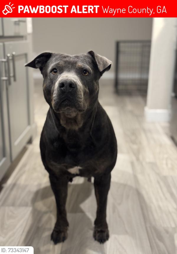 Lost Female Dog last seen Hwy 32, Wayne County, GA 31543