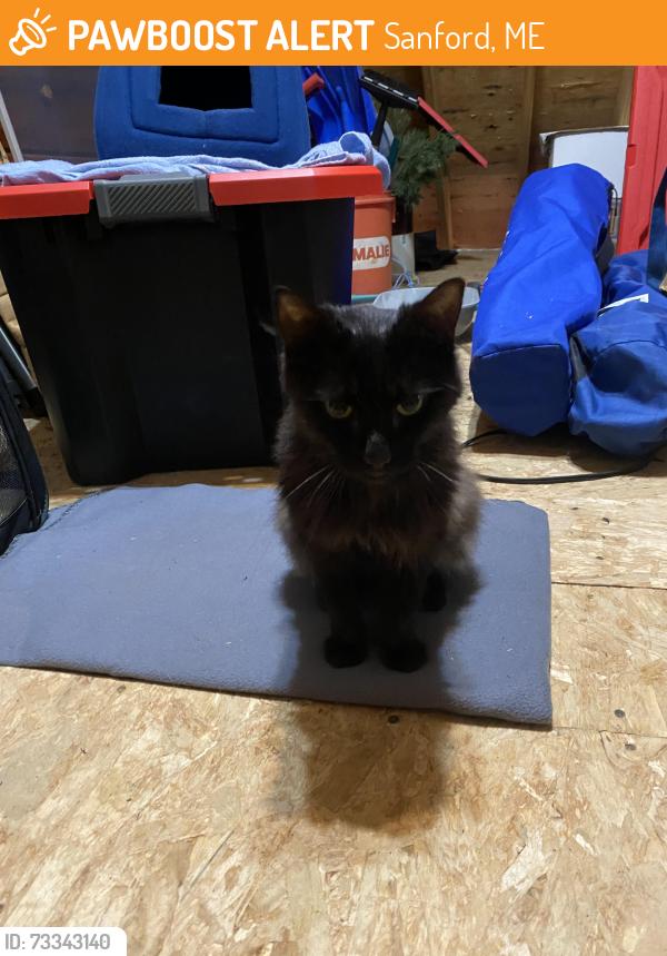 Found/Stray Female Cat last seen Fern lane, Sanford, ME 04073