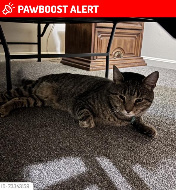 Lost Male Cat last seen Pheasant Ridge Ct, Shepherdstown WV, Shepherdstown, WV 25443