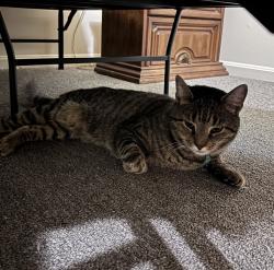 Lost Male Cat last seen Pheasant Ridge Ct, Shepherdstown WV, Shepherdstown, WV 25443