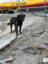 Found/Stray Male Dog last seen Desert Rd and 2nd Street, Albuquerque, NM 87105