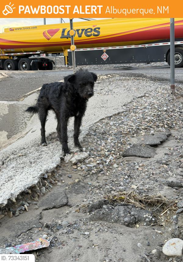 Found/Stray Male Dog last seen Desert Rd and 2nd Street, Albuquerque, NM 87105