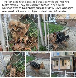 Found/Stray Unknown Dog last seen Georgia Ave NW and New Hampshire Ave NW, Washington, DC 20010