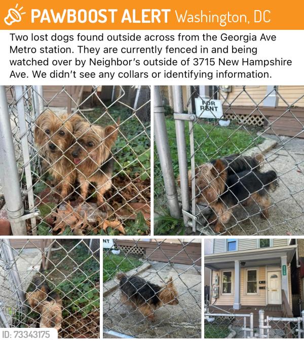 Found/Stray Unknown Dog last seen Georgia Ave NW and New Hampshire Ave NW, Washington, DC 20010