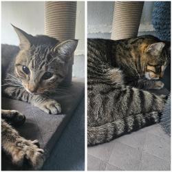Reunited Male Cat last seen NW 28th St. Pompano Beach, 33064, Pompano Beach, FL 33064