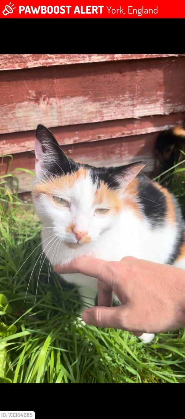 Lost Female Cat last seen Nunnery Lane, York, York, England 