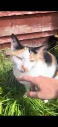 Lost Female Cat last seen Nunnery Lane, York, York, England 