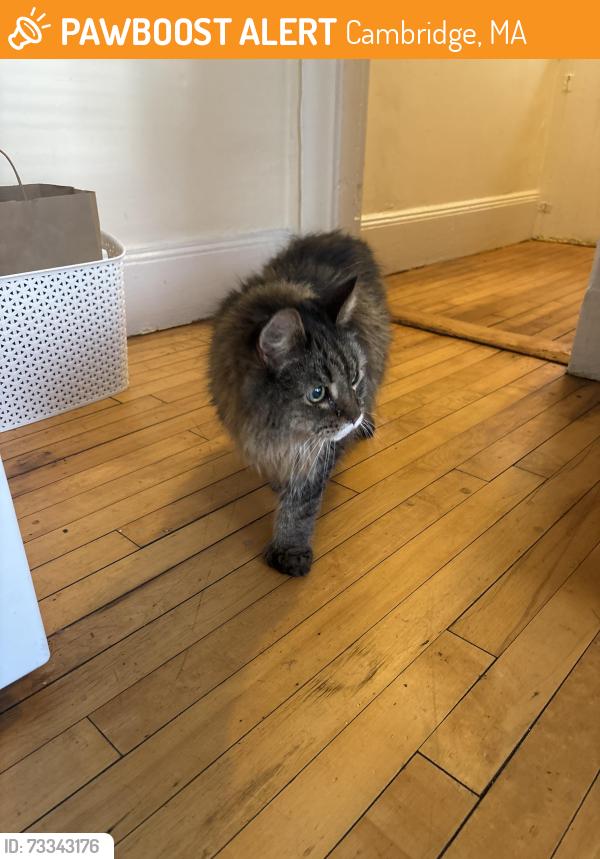 Found/Stray Female Cat last seen By 71 Kirkland street, Cambridge, MA 02138