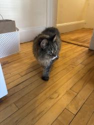 Found/Stray Female Cat last seen By 71 Kirkland street, Cambridge, MA 02138