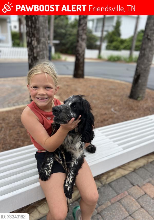 Lost Male Dog last seen Marble Hill, Friendsville, TN 37737