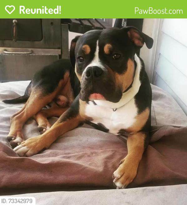 Reunited Male Dog last seen Mifflin St & Cedar, Homestead, PA 15120