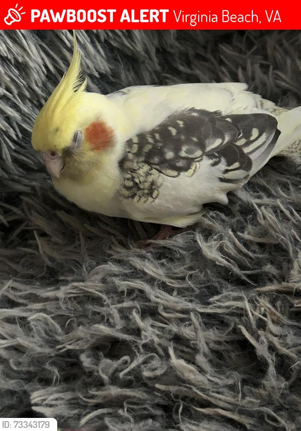 Lost Female Bird last seen Pine brook and Green meadows, Virginia Beach, VA 23462