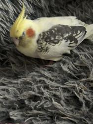 Lost Female Bird last seen Pine brook and Green meadows, Virginia Beach, VA 23462